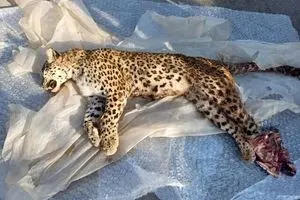 کشف لاشه پلنگ ماده نابالغ با شکستگی جمجمه در چمستان نور