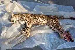 کشف لاشه پلنگ ماده نابالغ با شکستگی جمجمه در چمستان نور