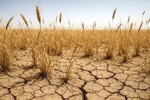 خشکسالی شدید؛ تولید گندم دیم کشور در معرض خطر جدی قرار گرفت