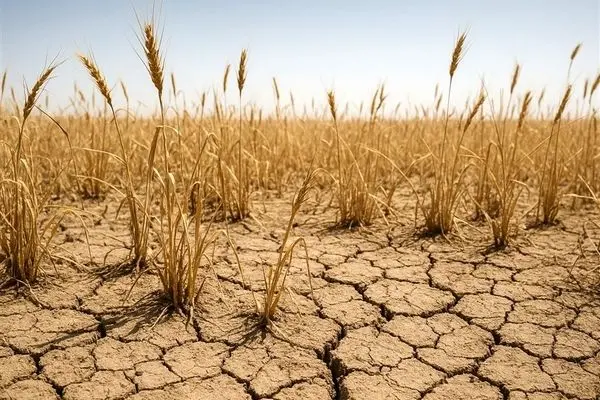 خشکسالی شدید؛ تولید گندم دیم کشور در معرض خطر جدی قرار گرفت