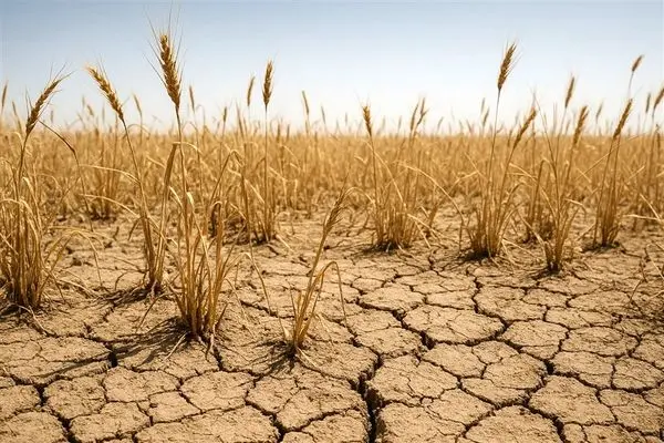 خشکسالی شدید؛ تولید گندم دیم کشور در معرض خطر جدی قرار گرفت