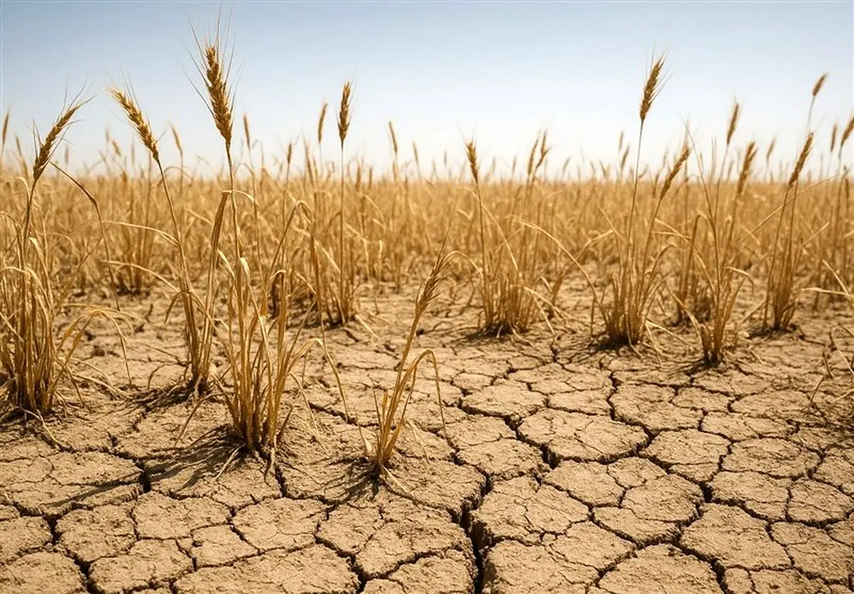 خشکسالی شدید؛ تولید گندم دیم کشور در معرض خطر جدی قرار گرفت