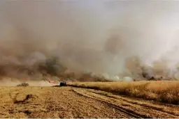 بی رحمی اشغالگران آمریکایی به محصولات کشاورزی سوری