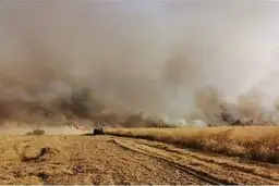 بی رحمی اشغالگران آمریکایی به محصولات کشاورزی سوری