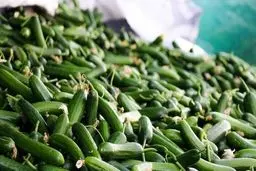  چرا «خیار» گران شد؟! 