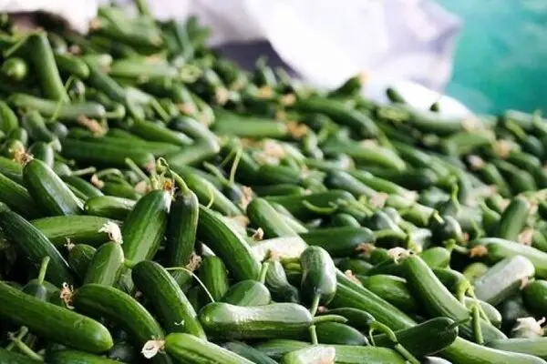  چرا «خیار» گران شد؟! 