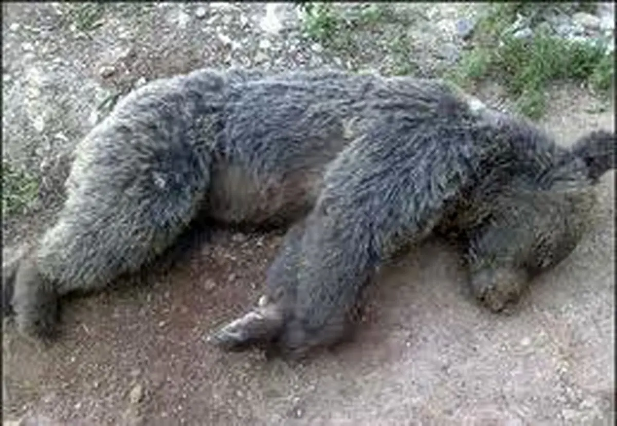 اخبار آرشیوی