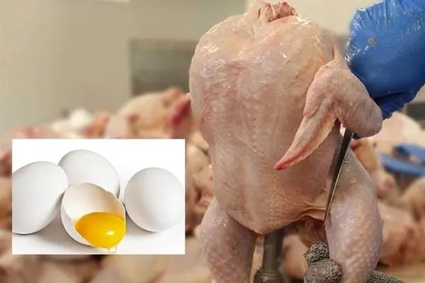 واکنش فعالان مرغ و تخم‌مرغ به حذف دلار ۴۲۰۰