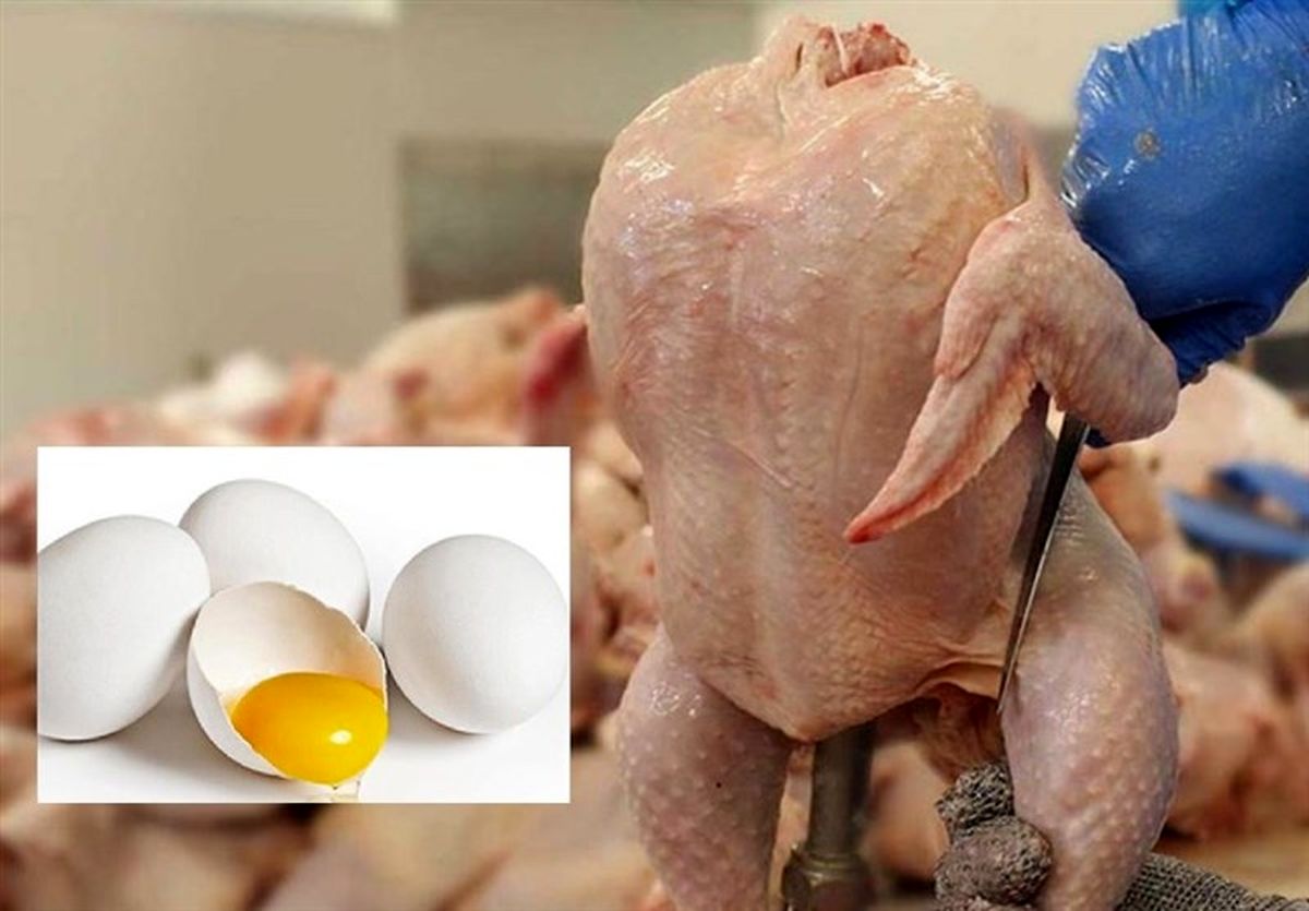 واکنش فعالان مرغ و تخم‌مرغ به حذف دلار ۴۲۰۰