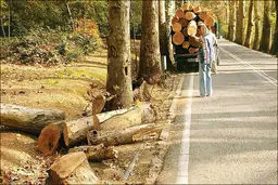 شکایت شهرداری تهران از کاخ سعدآباد بابت قطع ۱۵ درخت