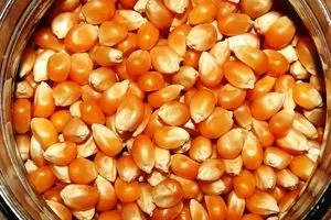 ۹۰هزار تن ذرت در قالب گواهی سپرده کالایی عرضه شد