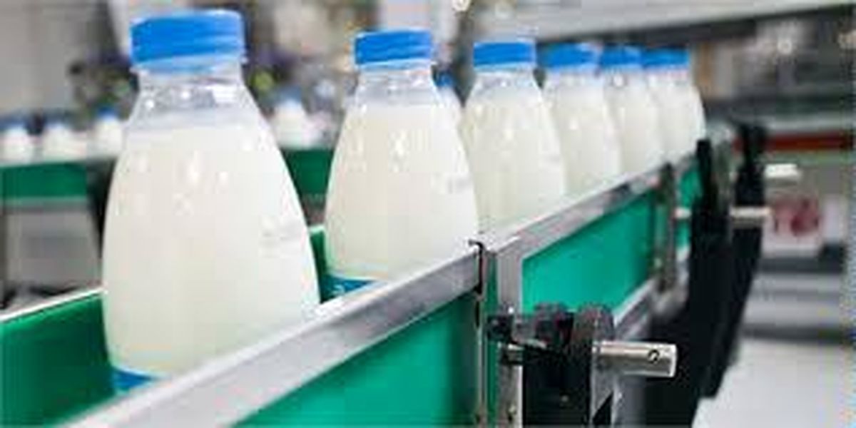 صنعت لبنیات حق دامدار را نپردازد، تولید شیرخام متوقف می‌شود!