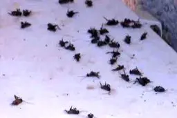 سوسک‌ها در فاجعه اتمی هیروشیما چگونه زنده ماندند؟