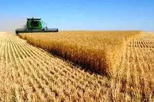 ۲ سیلوی بزرگ گندم بخش خصوصی فاسد شد