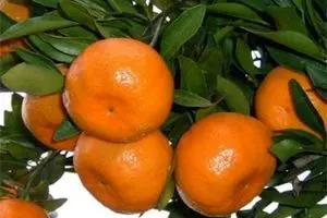 نارنگی قاچاق با تلاش قاچاقچیان از پاکستان وارد بازار شد/ برنامه ریزی قاچاقچیان برای شب عید