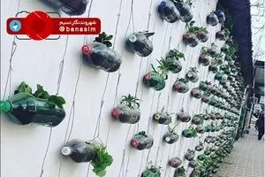 دیوار سبز تالش