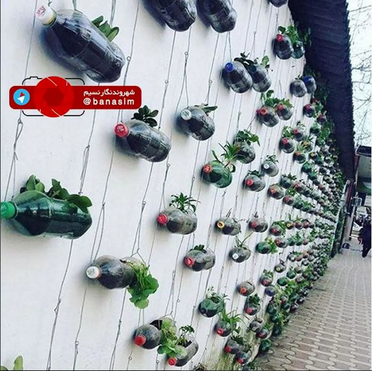 دیوار سبز تالش