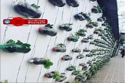 دیوار سبز تالش