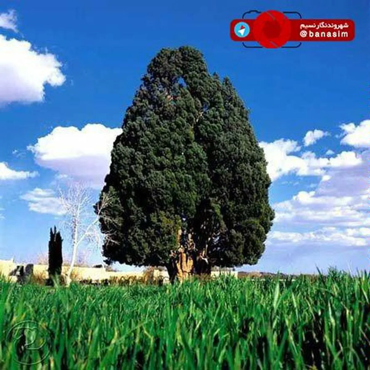 سرو ابرکوه
