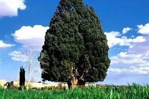 سرو ابرکوه