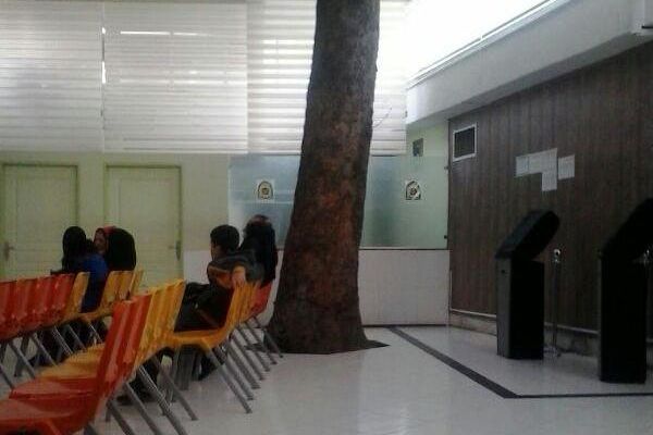 درخت وسط سالن انتظار بیمارستان رازی