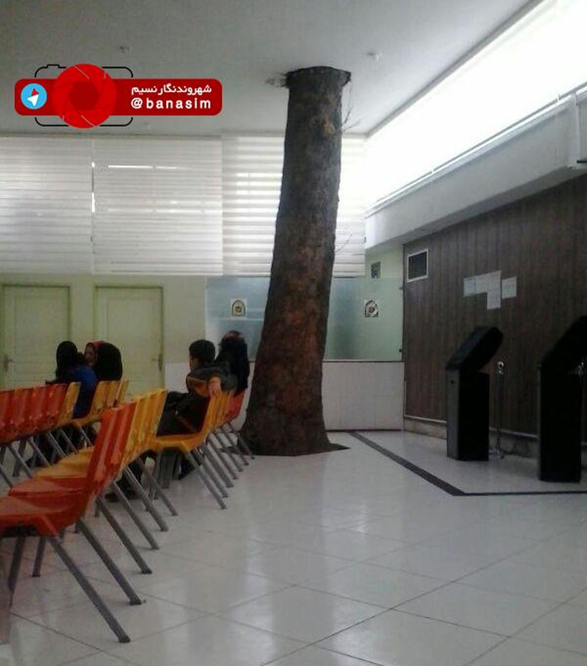 درخت وسط سالن انتظار بیمارستان رازی
