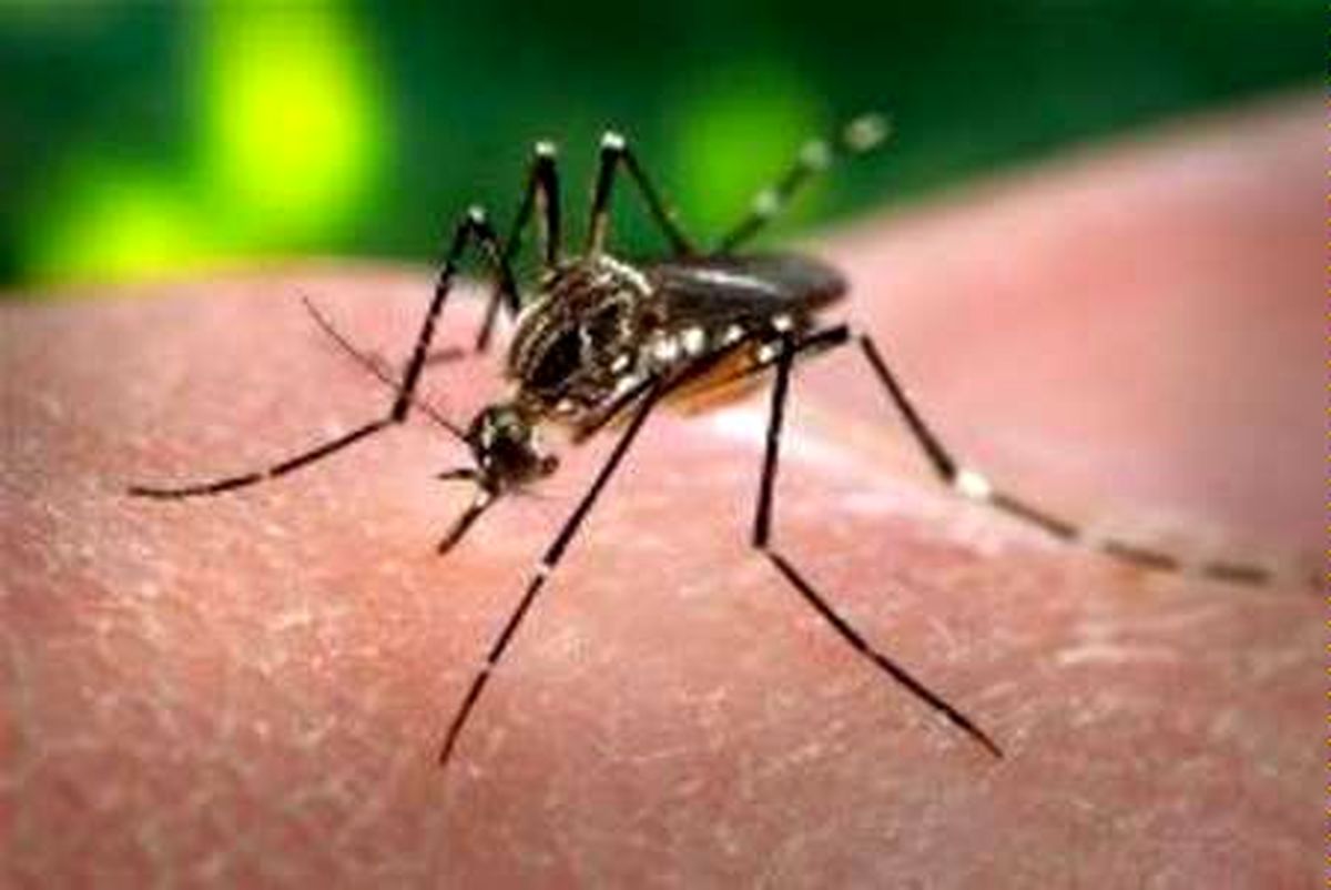 احتمال ابتلای ۴ میلیون نفر به ویروس زیکا در قاره آمریکا