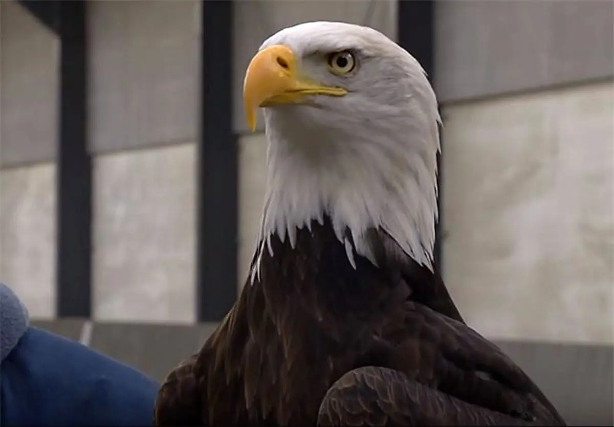 پرورش عقاب جهت شکار پهپاد