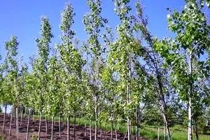 دومیلیون هکتار از اراضی بیابانی، جنگل دست کاشت شد