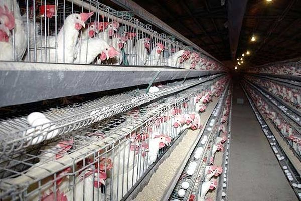 هر روز یک مرغداری در حال ورشکست شدن است/ نمی‌توانیم مرغ اضافی‌مان را به خارج صادر کنیم!
