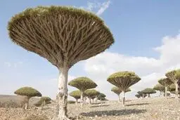 جزیره‌ای‎ در جنوب یمن به امارات واگذار شد