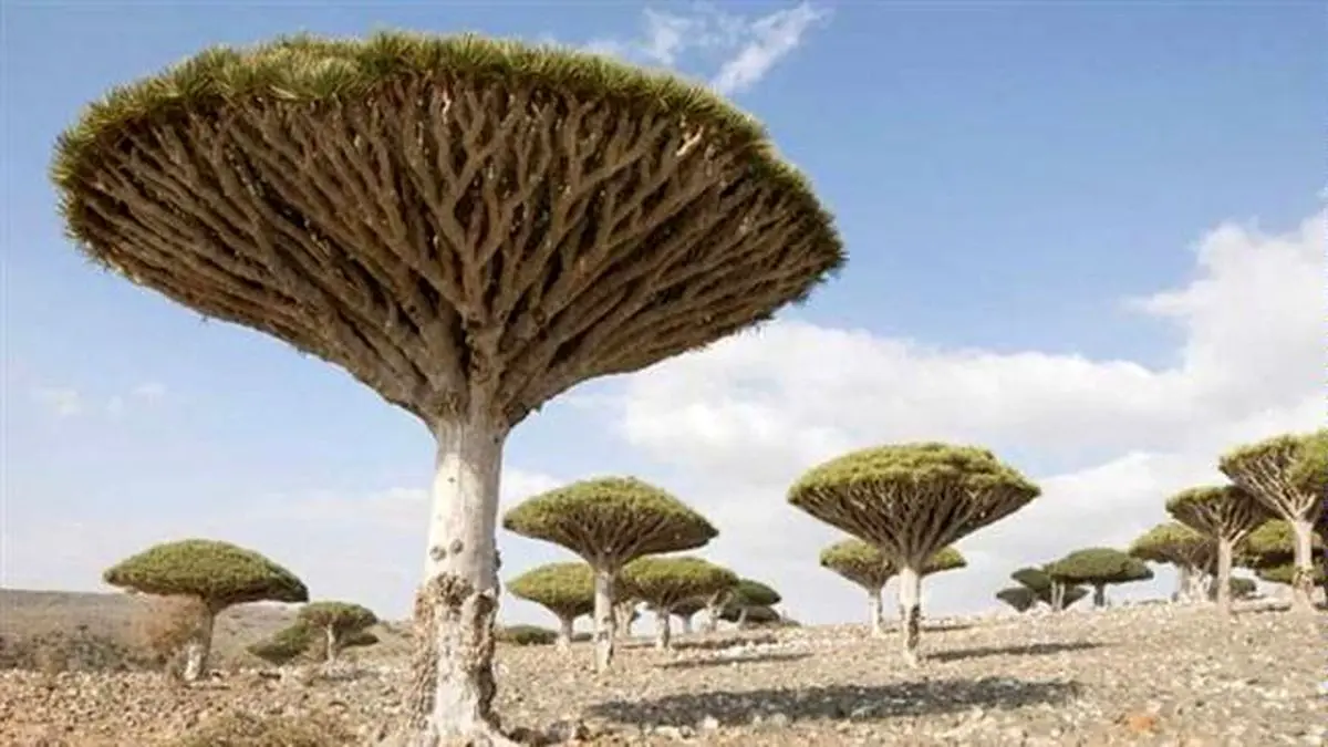 جزیره‌ای‎ در جنوب یمن به امارات واگذار شد