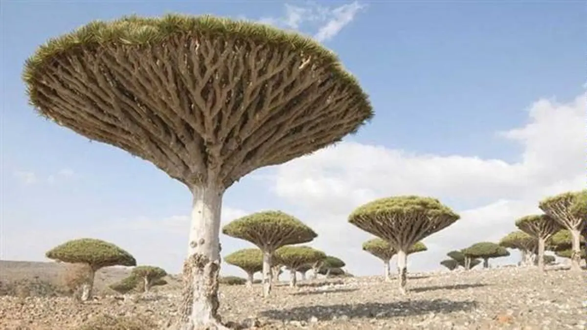 جزیره‌ای‎ در جنوب یمن به امارات واگذار شد