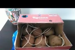 مخترع جوان افغانستانی از سیب زمینی برق تولید کرد