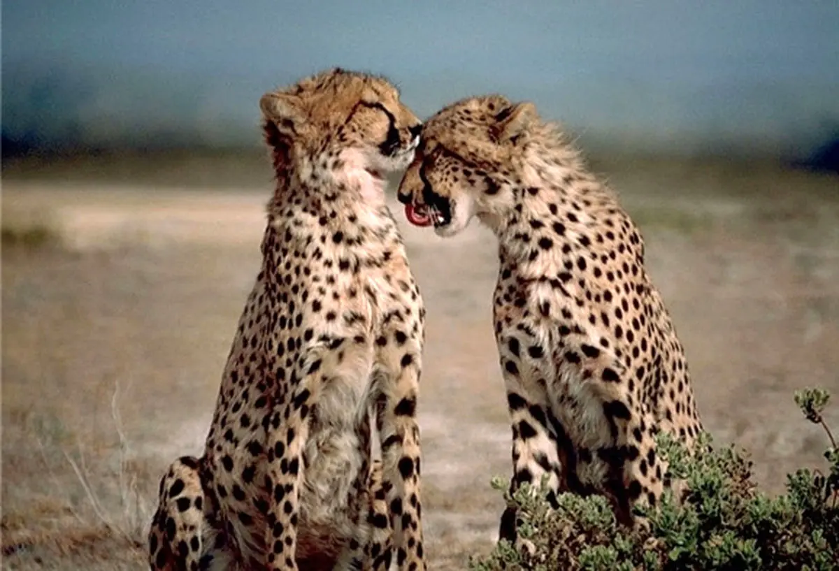 برنامه ملی عملیاتی حفاظت و مدیریت پلنگ در ایران ابلاغ شد