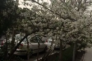 شکوفه های بهاری درختان در اوایل اسفند ماه