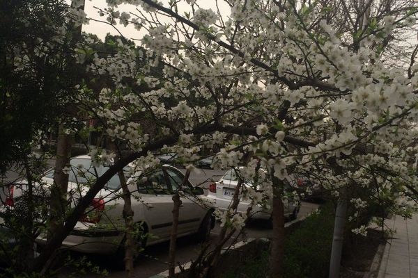 شکوفه های بهاری درختان در اوایل اسفند ماه