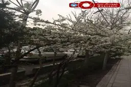 شکوفه های بهاری درختان در اوایل اسفند ماه