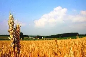 اعتبار لازم برای خرید گندم سال آینده ۱۳ هزار میلیارد تومان است