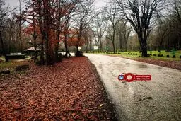 طبیعت زیبای جنگل سیسنگان در منجیل