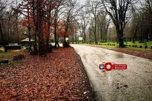 طبیعت زیبای جنگل سیسنگان در منجیل
