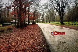 طبیعت زیبای جنگل سیسنگان در منجیل