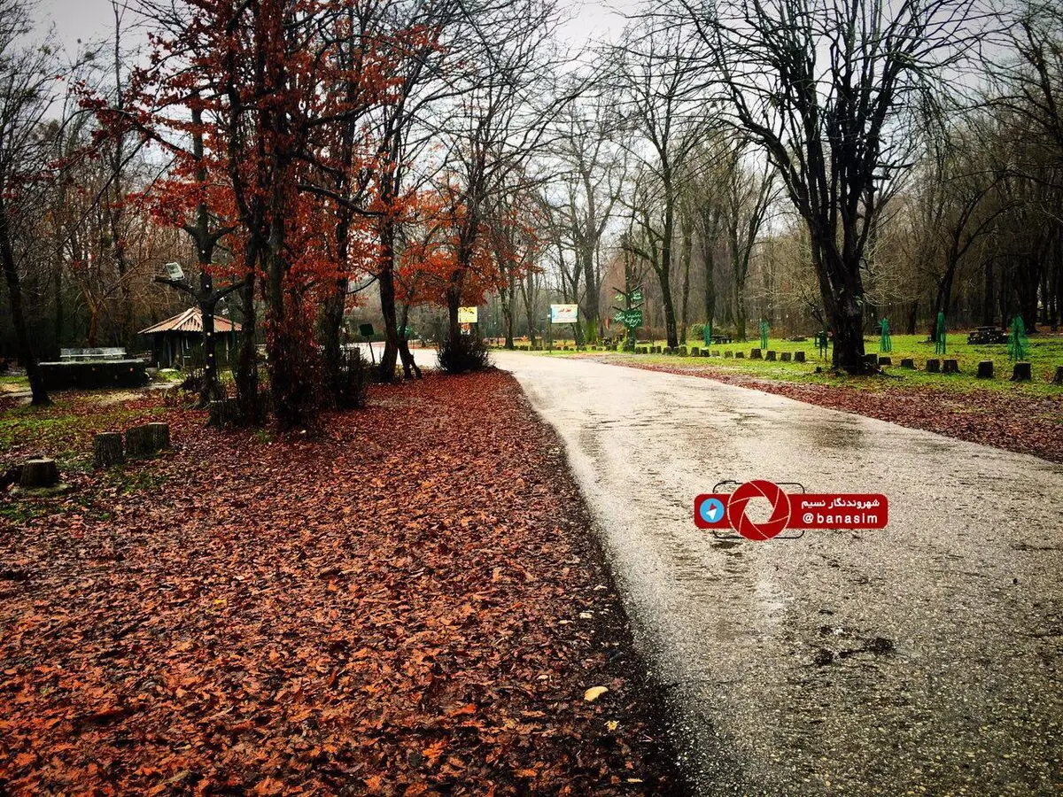 طبیعت زیبای جنگل سیسنگان در منجیل