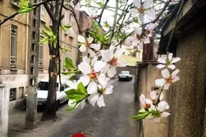 حال و هوای بهار در کوچه پس کوچه های شهر