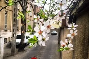 حال و هوای بهار در کوچه پس کوچه های شهر