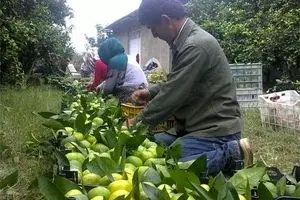 میوه‌های لوکس تایلندی در بازار!/ به دولت گفتیم امسال تولیدمان زیاد است، نمی‌دانم چرا وارد می‌کنند!