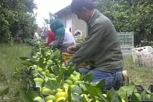 میوه‌های لوکس تایلندی در بازار!/ به دولت گفتیم امسال تولیدمان زیاد است، نمی‌دانم چرا وارد می‌کنند!