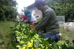 میوه‌های لوکس تایلندی در بازار!/ به دولت گفتیم امسال تولیدمان زیاد است، نمی‌دانم چرا وارد می‌کنند!