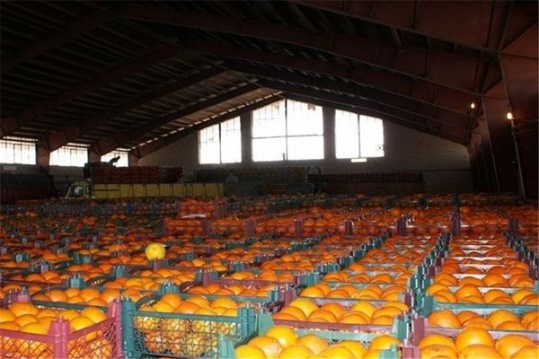 بازار پر از میوه‌های قاچاق است! / نارنگی ۱۵ هزار تومانی در بازار