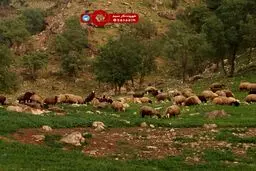 حال و هوای بهار در پل دختر استان لرستان